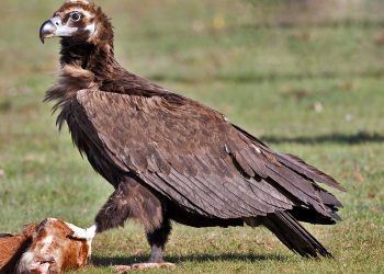 1200px-Buitre_negro_(1)
