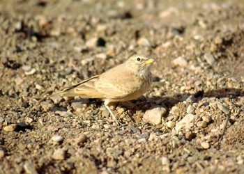 1200px-Steinlerche (1)