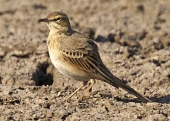 AnthusCampestris_cropped