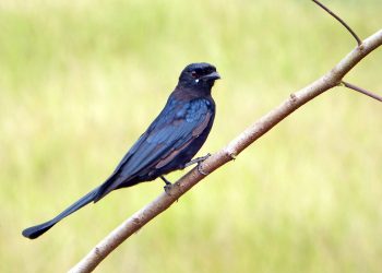 Black_Drongo_(Dicrurus_macrocercus)_(20185740488)
