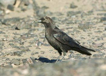 Brown-necked_Raven_-_Merzouga_-_Morocco_07_3411_(22160964904)