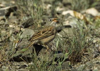 Gray-hooded_Bunting_-_Kazakistan_S4E2689_(23023932019)