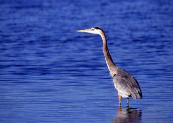 Great_Grey_Heron