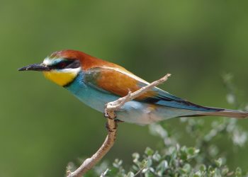 'europe_au_parc_national_Ichkeul