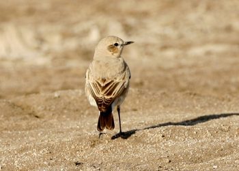Isabelline_wheatear_(Oenanthe_isabellina)_male,_non-breeding