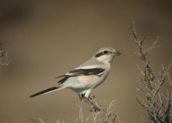 Lanius_pallidirostris