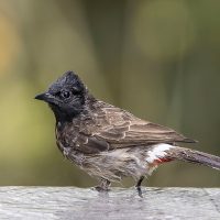 Red-vented_bulbul_(Pycnonotus_cafer_haemorrhousus)