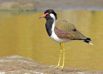 Red-wattled_lapwing_(Vanellus_indicus)_Photograph_by_Shantanu_Kuveskar