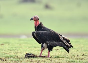 Red-headed Vulture (Sarcogyps calvus) with prey, Kabini Reservoir, Nagarhole, Karnataka, India