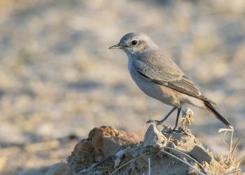 Red_Tailed_Wheatear