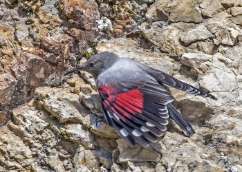 Wallcreeper_(Tichodroma_muraria)_female_Piatra_Craiului