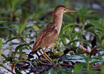 YELLOW_BITTERN