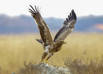 shutterstock-1706836063jpg